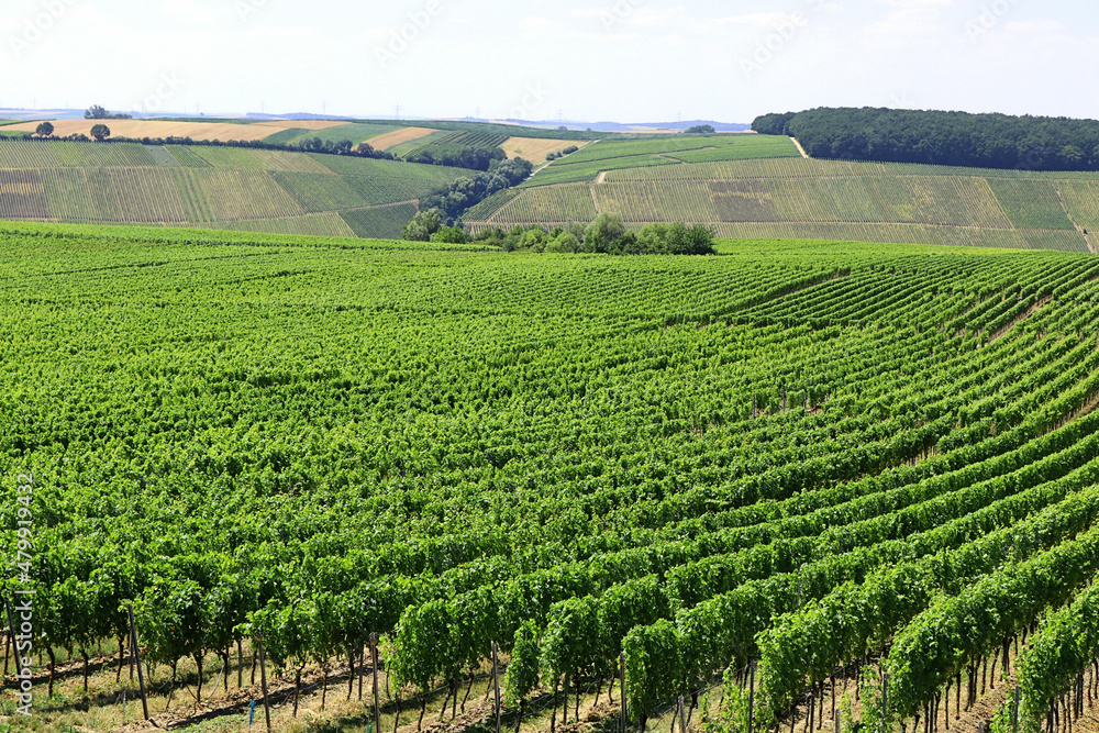 Hintergrund Weinanbau in Franken - grünes Meer von Blättern der Sorte Silvaner und weißer Riesling