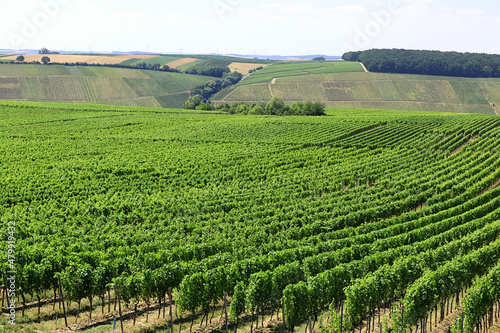 Hintergrund Weinanbau in Franken - grünes Meer von Blättern der Sorte Silvaner und weißer Riesling photo