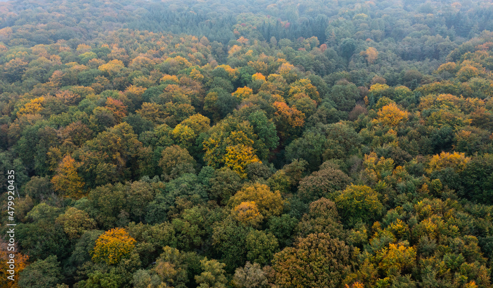 Bird's eye view of the autumn-colored forest in Duisburg, Germany