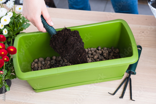 Female hand pouring soil into pot for transplanting spring flowers photo