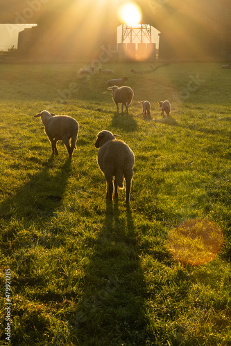 Stampa su tela Sheep in the sunrise over the Ruhr meadow in Duisburg