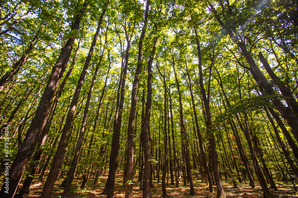 green forest in spring time green forest in spring time