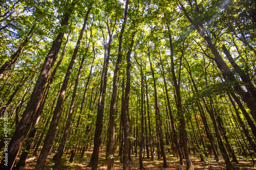 green forest in spring time