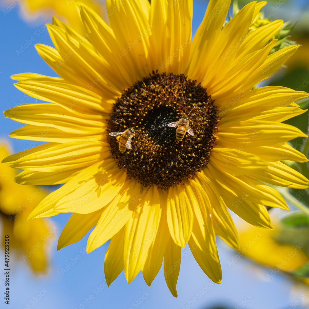 Naklejka premium Beautiful sunflowers with bees in the garden, square and blue sky background