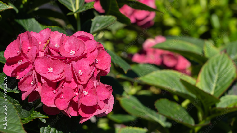 Pink hydrangea flower in the garden