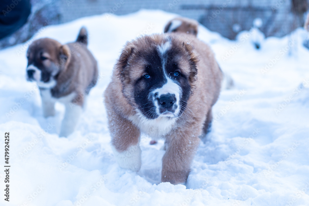 Central Asian sheepdog, Asian Shepherd puppies in winter day Central Asian sheepdog, Asian Shepherd puppies in winter day