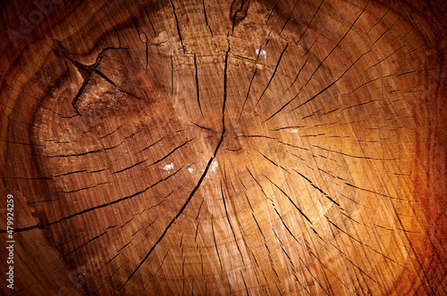 Stump of a sawn tree. Section of the trunk with annual rings. Slice wood.
