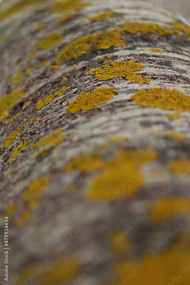 Lichen, a yellow lichen on a tree trunk. Detail. Lichen, a yellow lichen on a tree trunk. Detail.