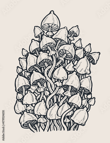 Psilocybin hallucinogenic magic mushrooms. Hand drawn design element. Engraving style. Vector illustration