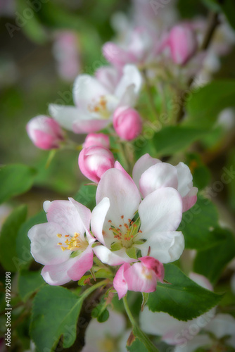 Pink flowers on a spring tree. Selective focus of beautiful branches of pink Apple tree blossoms on the tree over green foliage. Flora pattern texture. Natural spring background.
