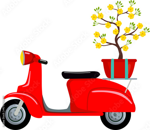 Red retro scooter with a vietnam yellow blossom Apricot tree (Ochna integerrima) flower for Tet holiday.