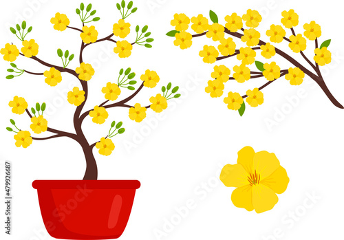 Vietnam yellow blossom Apricot tree (Ochna integerrima) flower for Tet holiday. photo