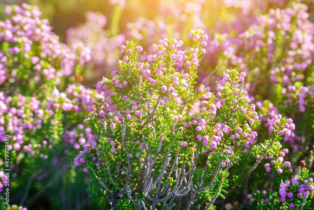 Obraz premium Blooming heather flowers