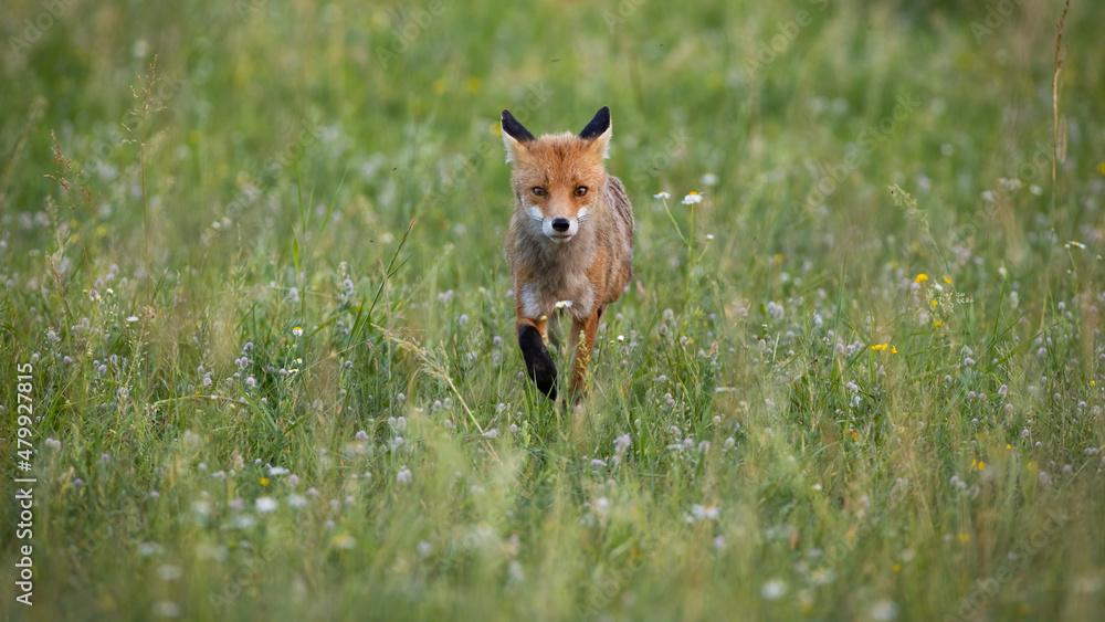 Fototapeta premium Single red fox, vulpes vulpes, walking forward on a meadow with wildflowers in summer nature. Wild mammal with orange fur approaching on hay field with copy space.