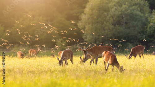 Flock of common starlings, sturnus vulgaris, flying over a herd of red deer, cervus elaphus, grazing on meadow. Group of animals in summer nature illuminated by evening sun.