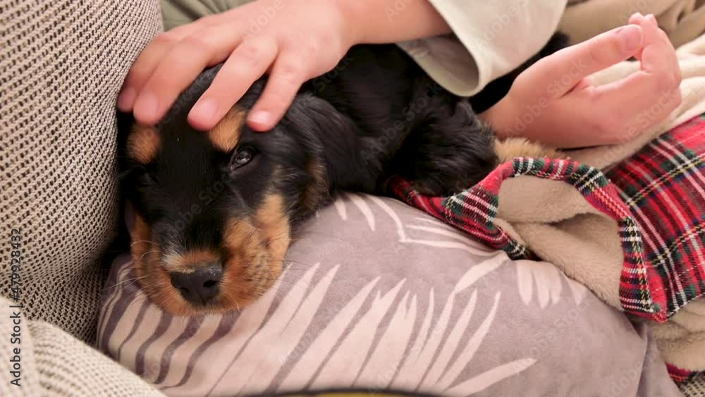 little girl and puppy. cocker spaniel black little and child at home on the couch, tenderly hugging. dog she is 2 months old. High quality 4k footage