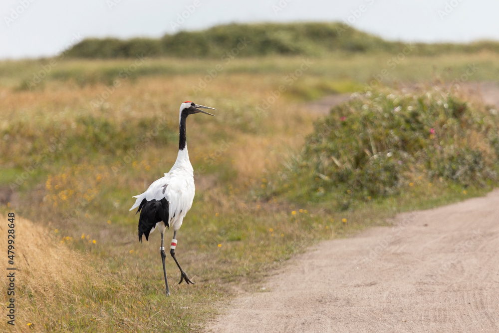 A ringed female red-crowned crane. Kunashir Island. South Kuriles A ringed female red-crowned crane. Kunashir Island. South Kuriles