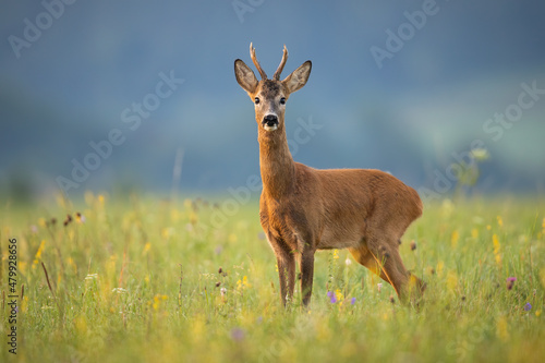 Alert roe deer, capreolus capreolus, buck looking into camera on a summer meadow with wildflowers. Wild mammal with orange fur and antlers standing in green grass and observing.