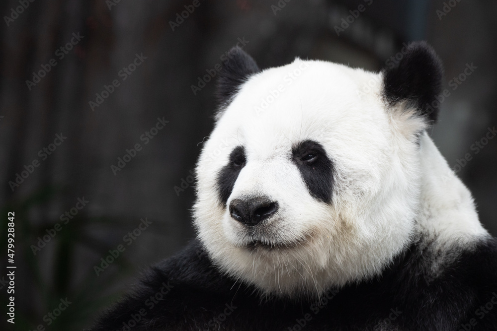 Obraz premium A portrait of Fluffy Panda