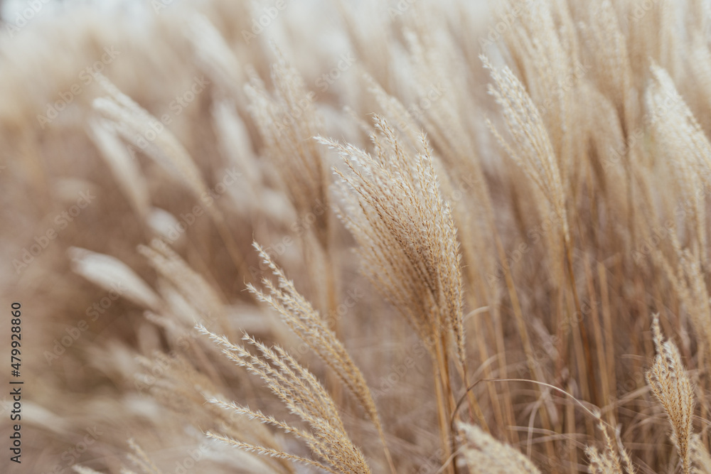 Abstract natural background of soft plants Cortaderia selloana. Pampas grass on a blurry bokeh, Dry reeds boho style. Fluffy stems of tall grass in winter