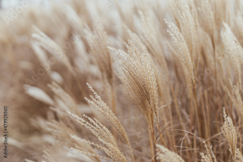 Abstract natural background of soft plants Cortaderia selloana. Pampas grass on a blurry bokeh, Dry reeds boho style. Fluffy stems of tall grass in winter photo