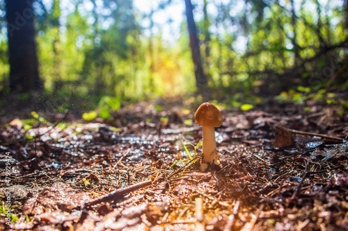 Close-up mushroom grows in the forest during the rain. Low point of view in nature landscape. Blurred nature background copy space. Park low focus depth. Ecology environment © shaploff