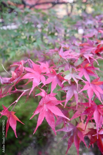 close up of pink hydrangea