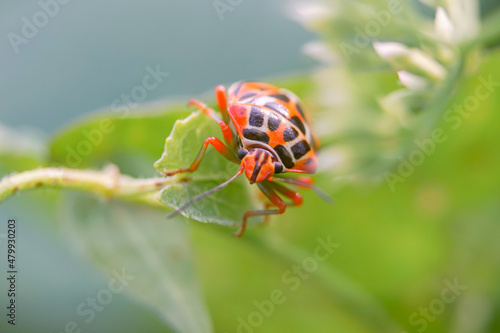 seven flapping insect an insect that bothers farmers a lot because it eats young leaves