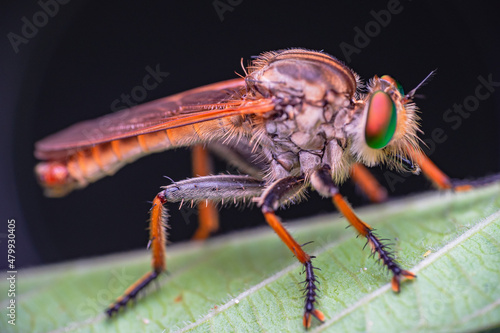 beautiful robberfly. beautiful robberfly rainbow type © parianto