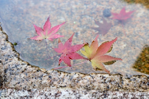 leaf