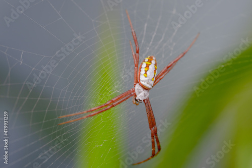 the spider is waiting for its prey in the nest. spiders usually eat other small insects