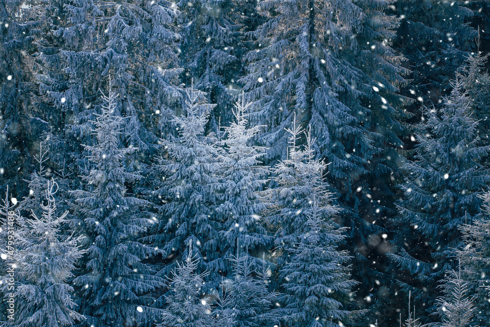 Scenic winter landscape with snowy fir trees. Winter postcard. Scenic winter landscape with snowy fir trees. Winter postcard.
