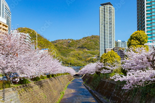 新神戸駅前の桜の風景　兵庫県神戸市中央区にて Fototapete