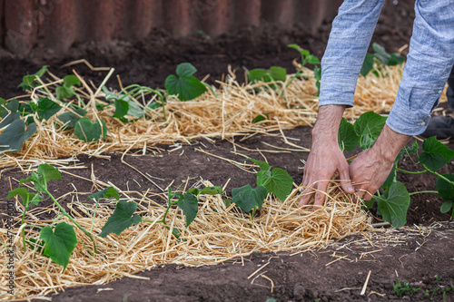 Covering young cucumber plants with straw mulch to protect against rapid drying and control weeds in the garden photo