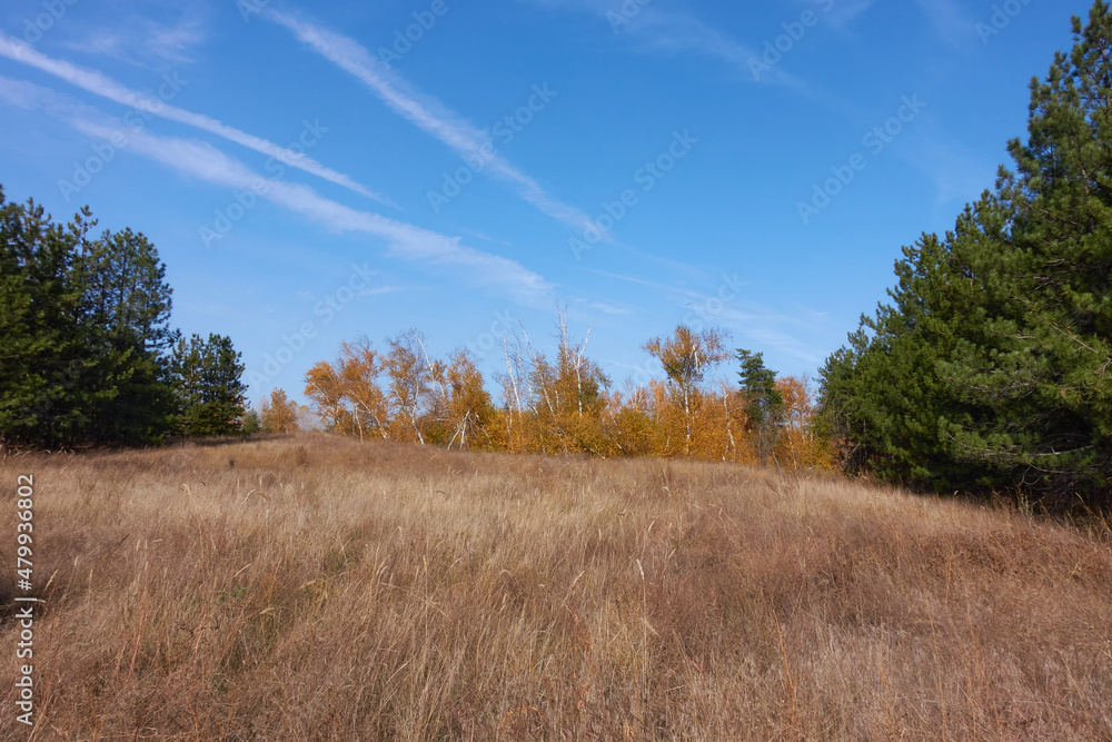 Between the pine trees there is a glade overgrown with birches with yellowed autumn foliage and meadow grass. Long clouds stretched across the blue sky. Between the pine trees there is a glade overgrown with birches with yellowed autumn foliage and meadow grass. Long clouds stretched across the blue sky.