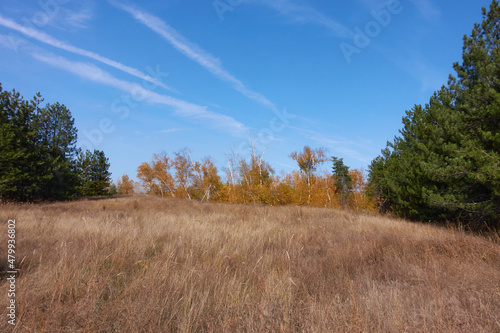 Between the pine trees there is a glade overgrown with birches with yellowed autumn foliage and meadow grass. Long clouds stretched across the blue sky.