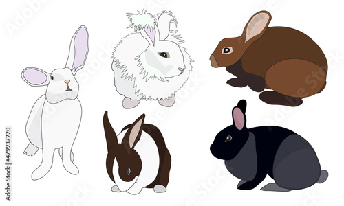 Fünf Rassen aus der Kaninchenmast