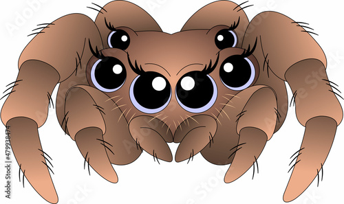 cute spider with big blue eyes and shaggy paws