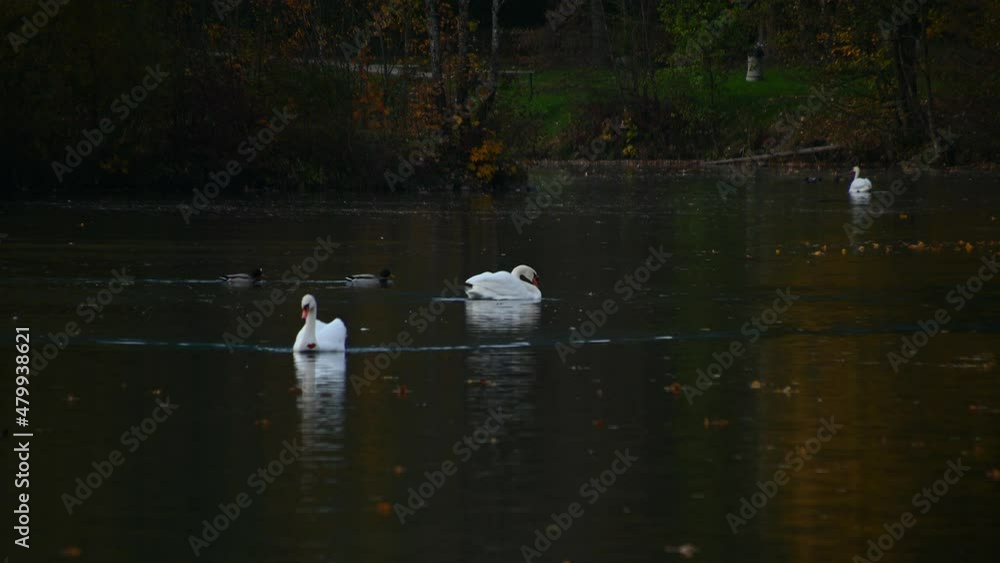 White swans and ducks swimming in pristine lake Preddvor, Slovenia. Telephoto perspective of water wildlife. Birdwatching or ornithology. Birds in natural habitat. Static shot, real time White swans and ducks swimming in pristine lake Preddvor, Slovenia. Telephoto perspective of water wildlife. Birdwatching or ornithology. Birds in natural habitat. Static shot, real time