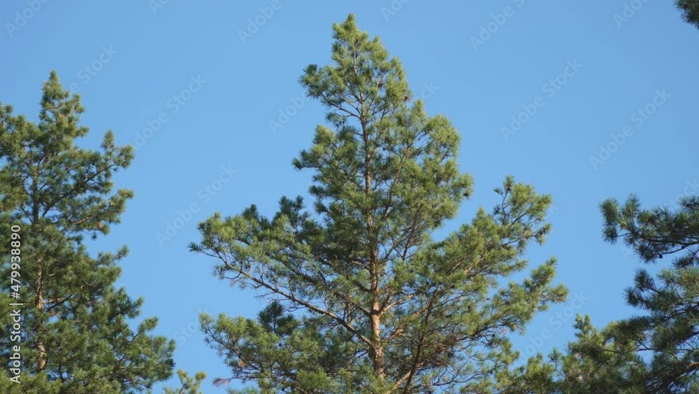Pine tree with green branches against the blue sky Pine tree with green branches against the blue sky