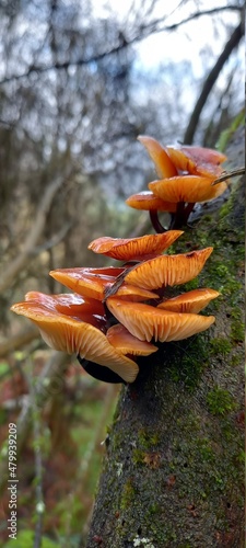 autumn leaves in the forest