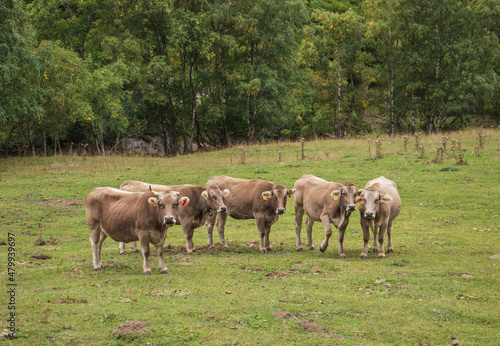 Wallpaper Mural Group of brown cows freely grazing on a green meadow in the Catalan Pyrenees. Five Pyrenean cows with cream brown fur looking at the camera. Extense livestock farming. Torontodigital.ca