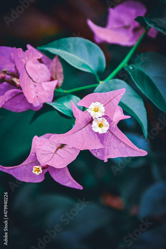 Fleur exotique violette