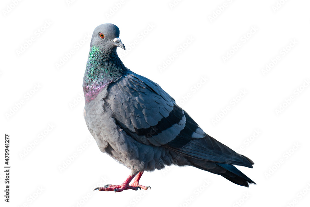 Naklejka premium Pigeons on a white background.