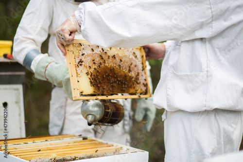 Beekeeper holding a brood frame with worker bees and young bees photo