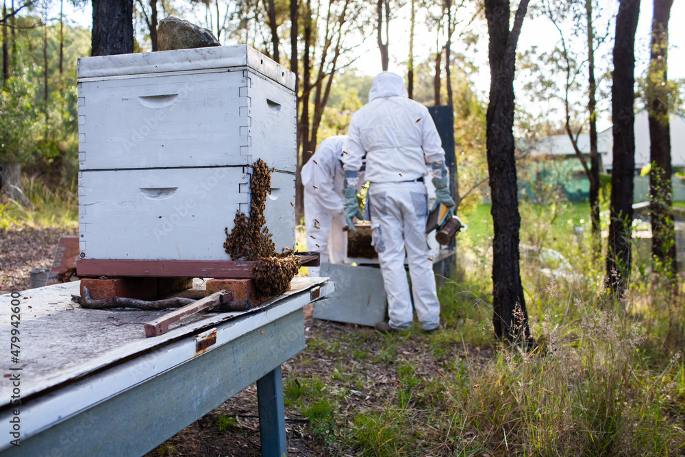 Hive of honey bees in bushland after honey harvest Hive of honey bees in bushland after honey harvest
