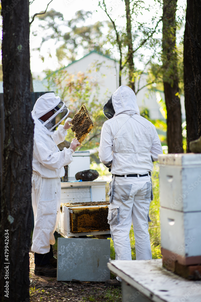 Two beekeepers harvesting honey from bee hives in aussie bushland Two beekeepers harvesting honey from bee hives in aussie bushland