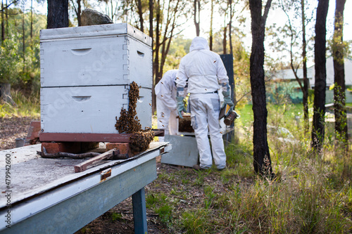 Hive of honey bees in bushland after honey harvest photo