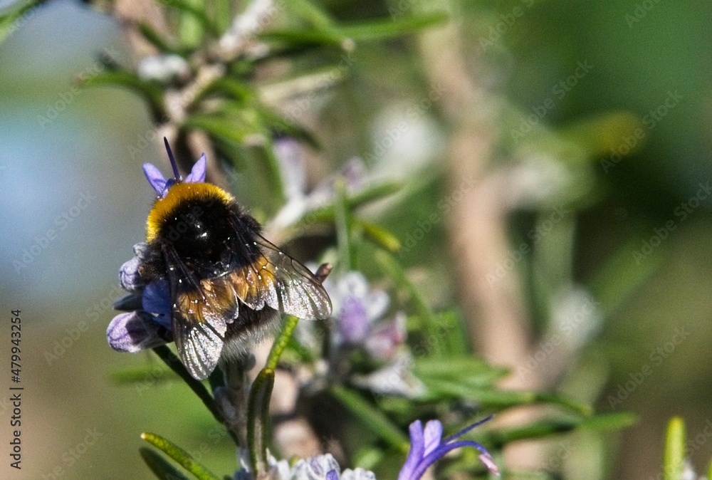 Bee on a Purple Flower Closeup Macro Photograph