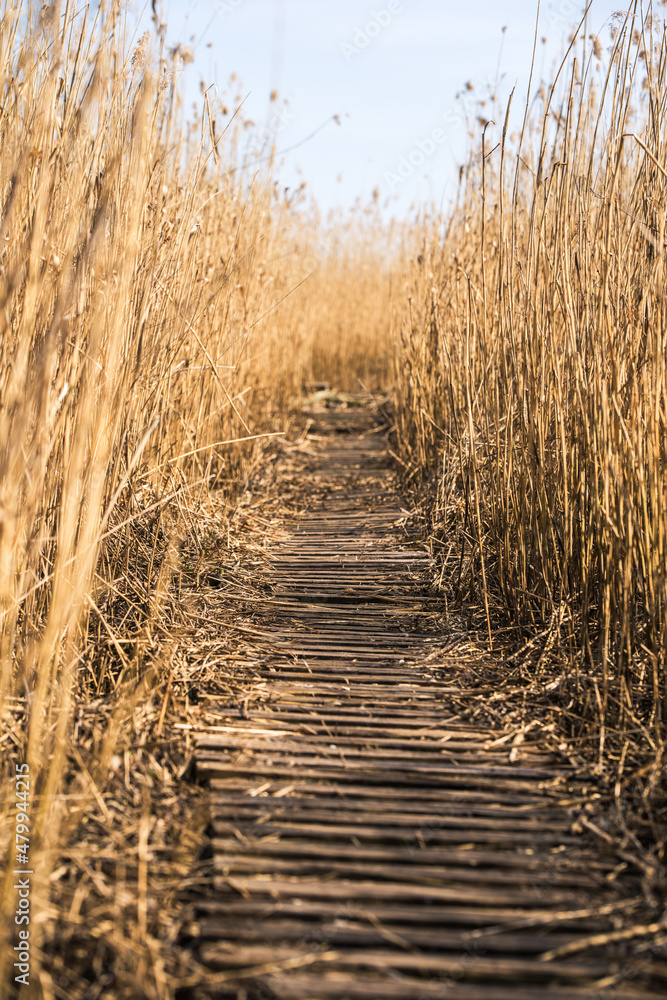Fototapeta premium Wooden path among the reeds on the lake in Latvia